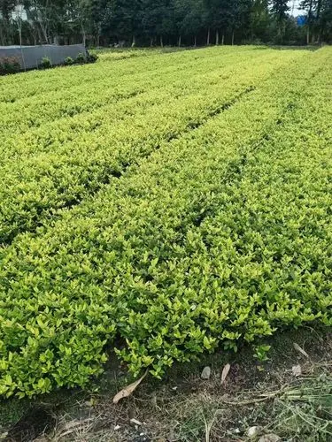 種莊稼算不算綠化工程